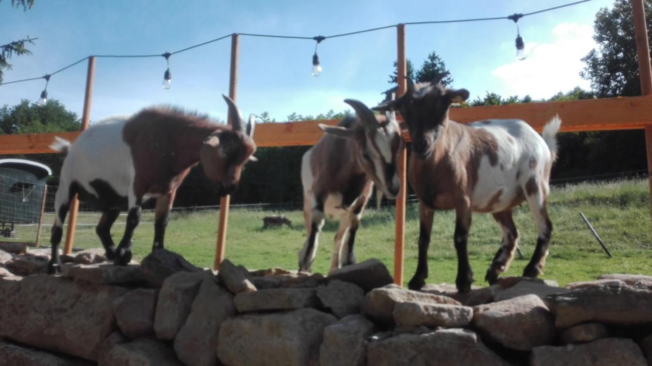 Zuruck Zur Natur - Urlaub Im Zirkuswagen, Sommeratelier Oder Schindelwagen Adenbach Zewnętrze zdjęcie