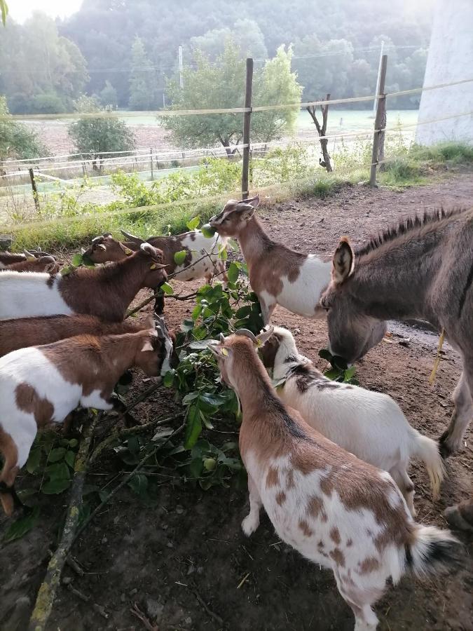 Zuruck Zur Natur - Urlaub Im Zirkuswagen, Sommeratelier Oder Schindelwagen Adenbach Zewnętrze zdjęcie